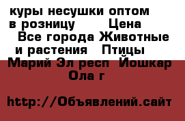 куры несушки.оптом 160 в розницу 200 › Цена ­ 200 - Все города Животные и растения » Птицы   . Марий Эл респ.,Йошкар-Ола г.